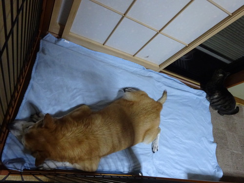 ななみが