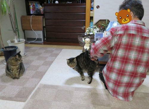 揃って