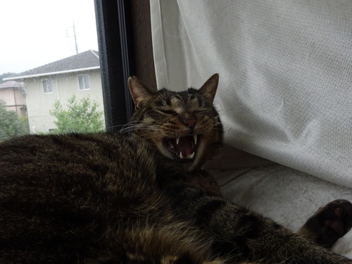 ふぁ〜