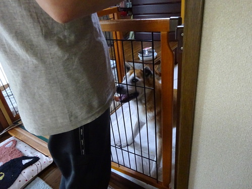 食べたい気持ちは