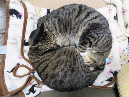 猫まんじゅう