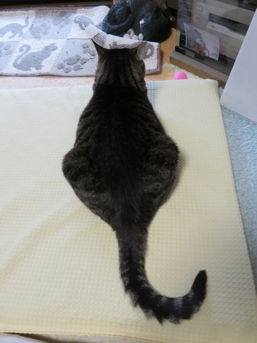 ゆら