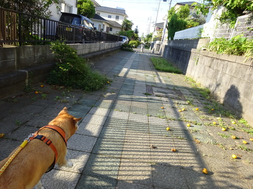 前をトボトボ