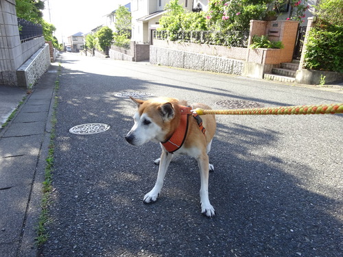 行きたくない