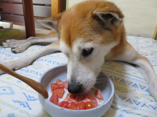トマトウマウマ