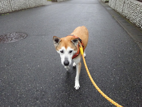 行きたくない