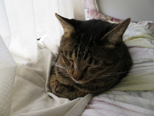 眠いそうです