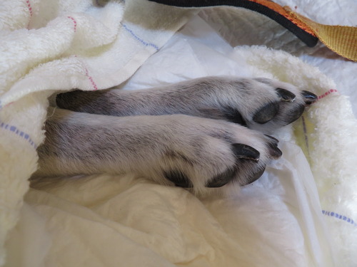 りょうの足
