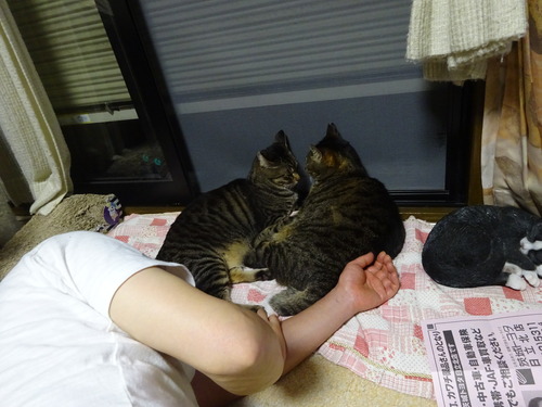 こんな感じ
