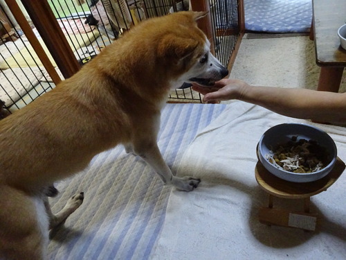 ご飯は