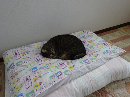 お布団の上で