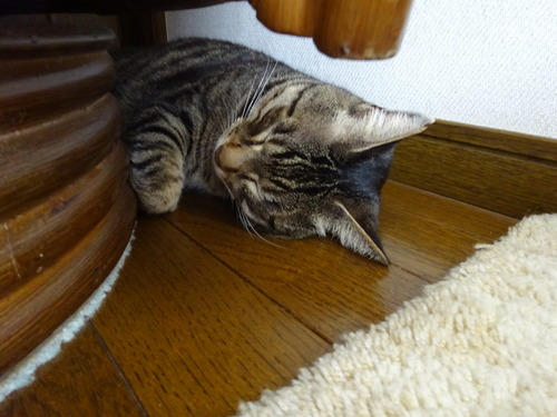 椅子の後ろに