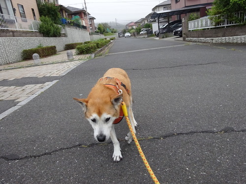 行きも