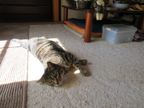 テンションが上がって