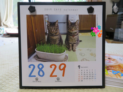猫めくり
