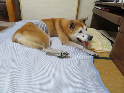 30℃超えると