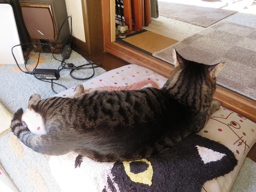 足元に居るのはななみ
