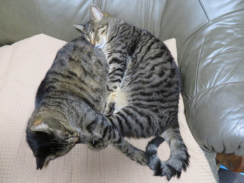 ニャか良し寝