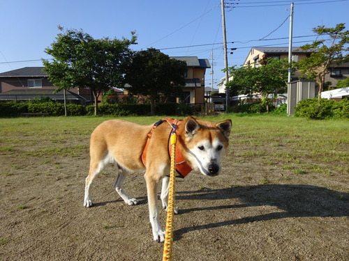 行きたく無い