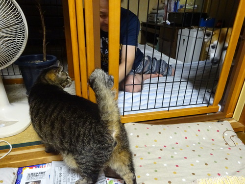 三角関係?