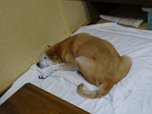 お昼寝