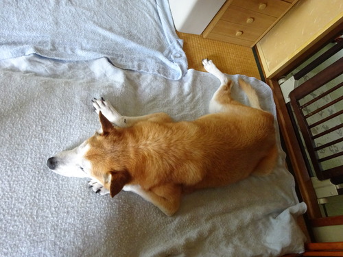 今日も
