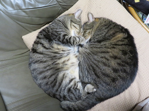 猫まんじゅう