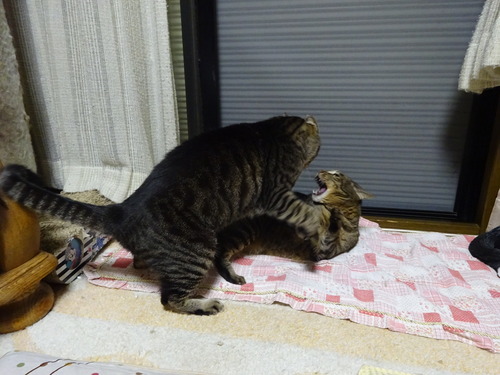 プチバトル