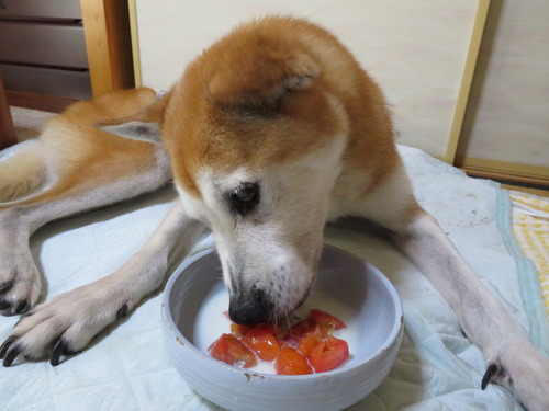 湯むきトマト