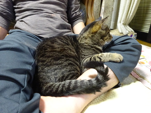 抱っこされた