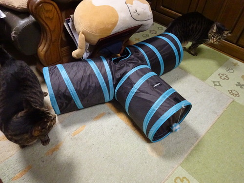 追いかけっこ