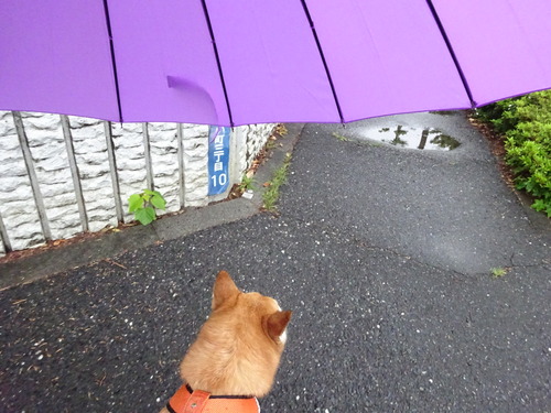 あいあい傘で