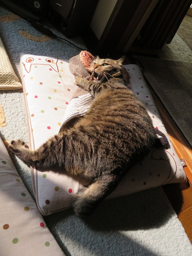 蹴りケリ