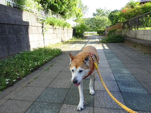 トボトボ