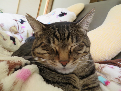 こんなお顔で寝ています