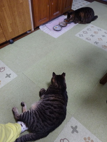 たくみは