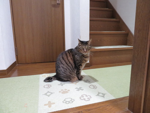 行っちゃうの?