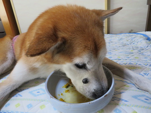 ウマウマ