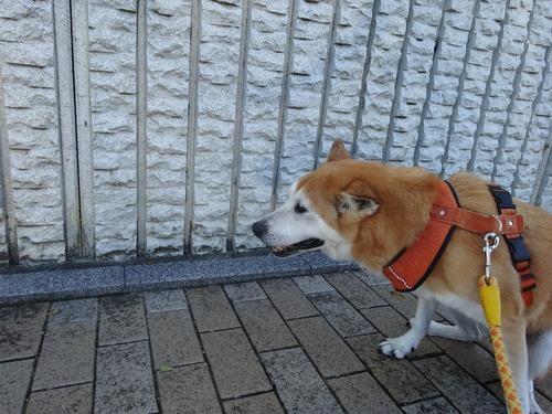 うんたんも出たし