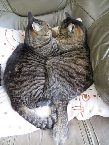 ニャか良し寝