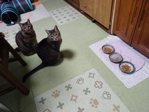 夕ご飯