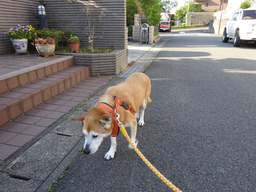 トボトボ