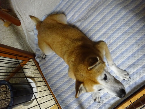 上からパチリ