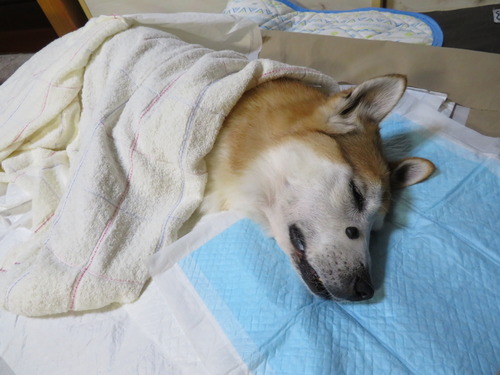 眠って居る見たい