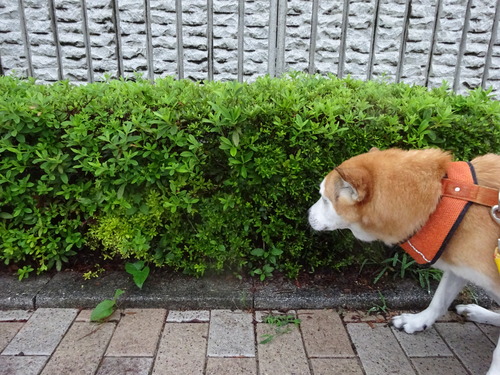 ウンタンも出たし