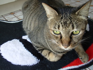 2008,9,3KURONEマットとクーちゃん−1(2011年3月猫の日)