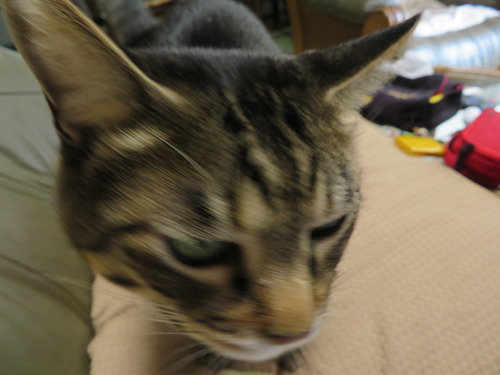 起きて来て
