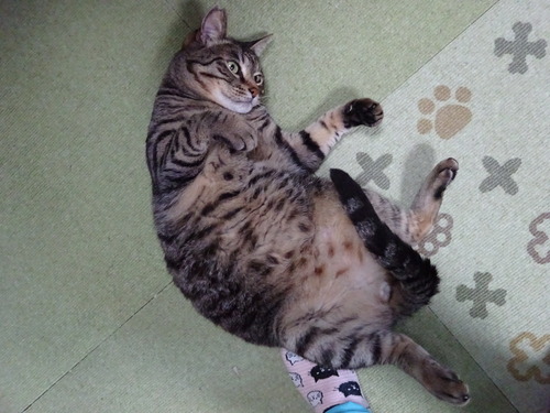 ゴロンして