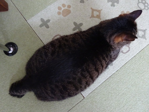 上からパチリ