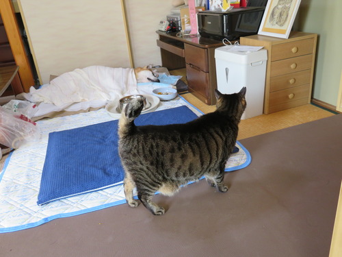 たくみも